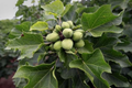 Jatropha